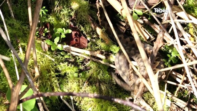 Ploëzal (22). Serpents, grenouilles et chèvres cohabitent au Domaine de la Roche-Jagu