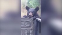 Un ours tente de voler un sac à dos à des campeurs !