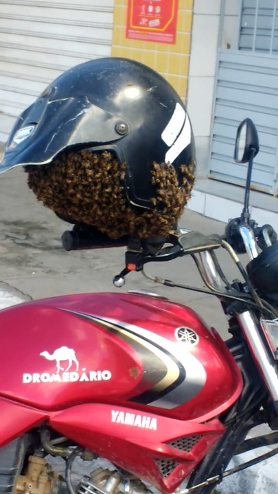 Un motard retrouve son casque rempli d'abeilles