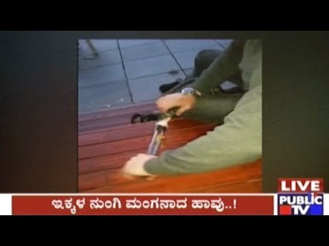 Australia: Pet Snake Which Swallowed Tongs Rescued By Owner