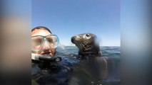 Adorable seal wants to play with snorkelers off the Isles Of Scilly