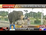 Mysore Palace Premises: Dasara Balarama Elephant Runs Away On Seeing Water