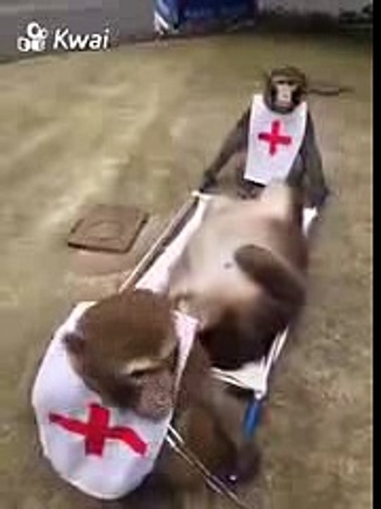Whatsapp Funny Videos 2016-17