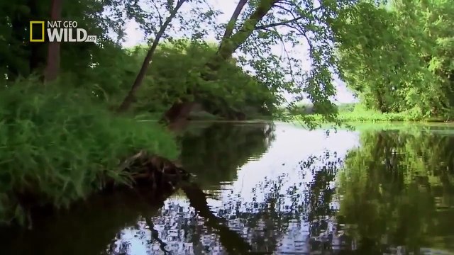 wildlife documentary American Eagle HD Nature documentaries animal planet HD