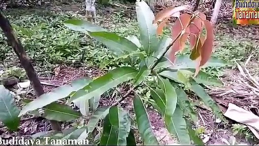 Teknik Sambung Pucuk Mangga Supaya Berbuah Lebat  Full 
