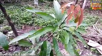 Teknik Sambung Pucuk Mangga Supaya Berbuah Lebat..Full