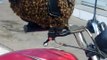 Un essaim d'abeilles dans un casque de moto (Brésil)