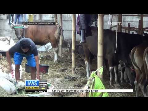 Fenomena Pedagang Sapi Dadakan Jelang Idul Adha - IMS