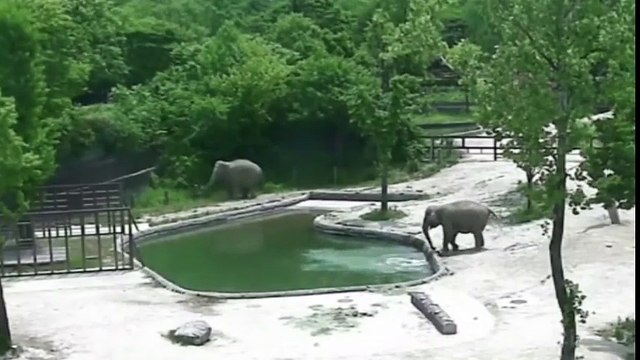 Padres elefantes salvan a cría de ahogarse