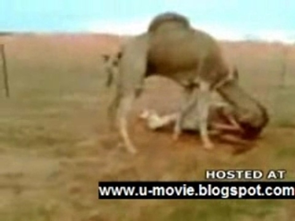 Cannibal Camel