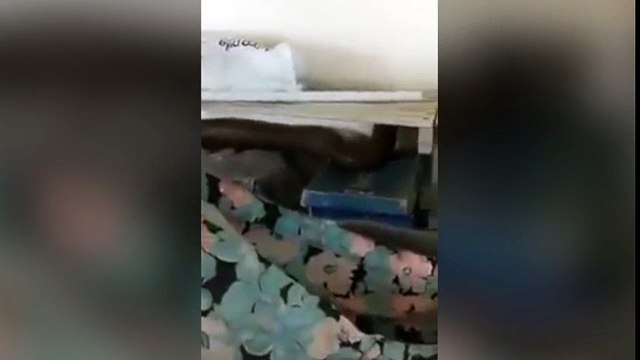 Cuando una cobra gigante se adueña de tu casa