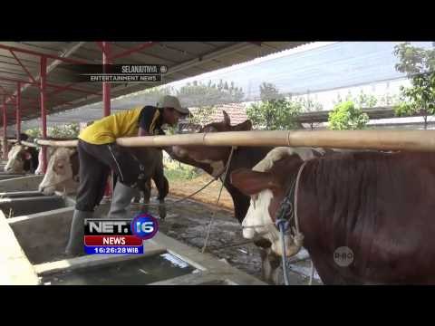 Jelang Idul Adha, Harga Sapi dari Bulog Meningkat - NET16