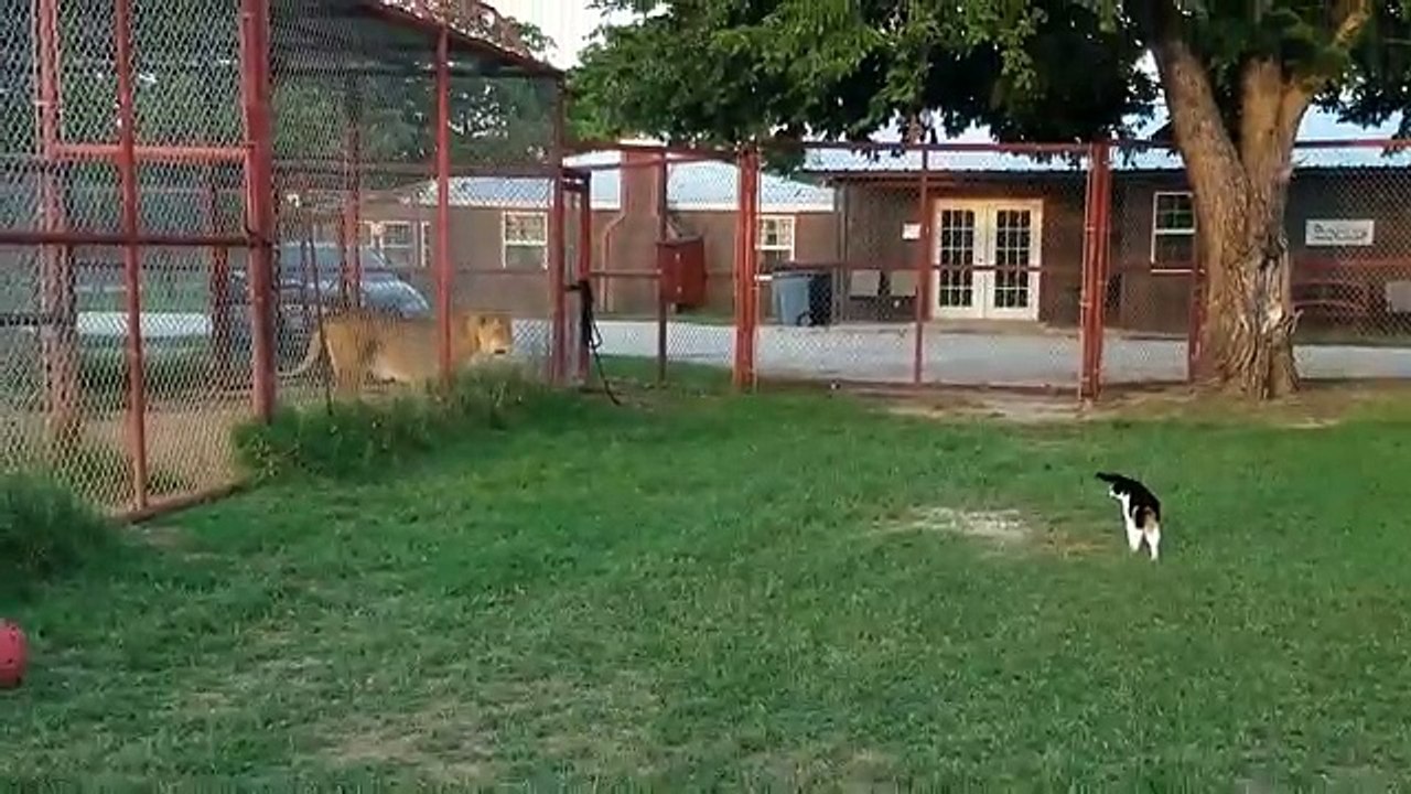 Il gatto sfida un leone: il proprietario del rifugio rimane allibito!