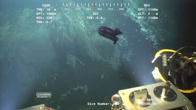 5 Mysterious Creatures Caught on Camera | 5 Mysterious Creatures