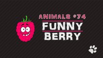 Funny cats,  funnl Compilation June 2017_ Funny Berry Animals #74