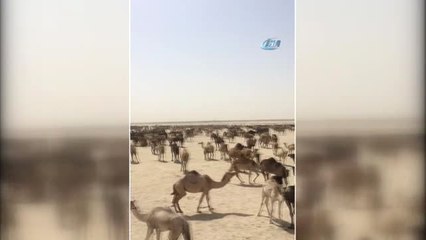 Suudi Arabistan, Katar Develerini Sınır Dışı Etti