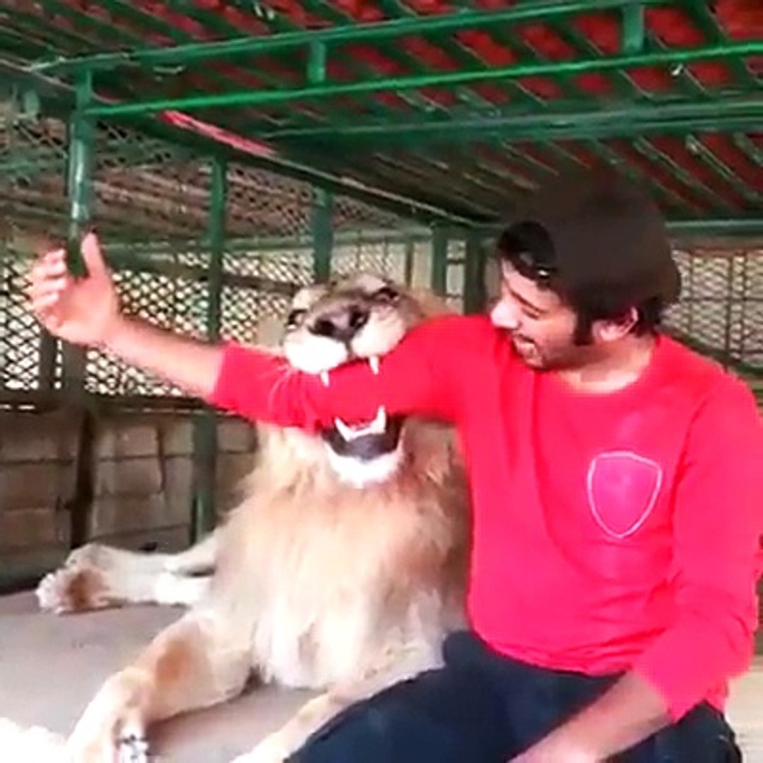 ⁣pet lion