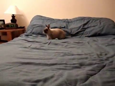 Billy the Bodacious Bunny Shows Off His Ridiculous Moves