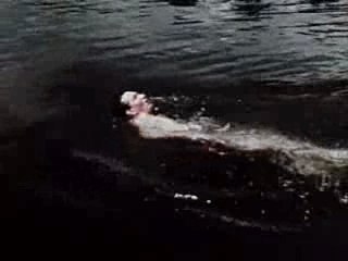 1950s Midwest Travel Vacation Travelogue Film w/ Yellowstone