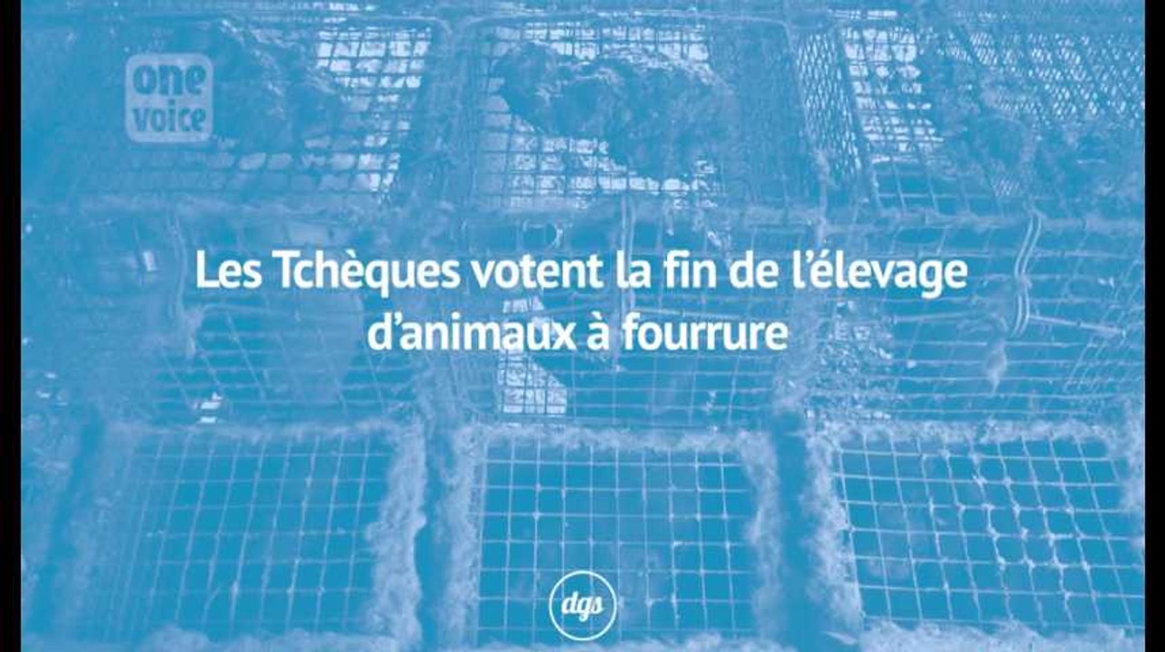 Quand la France continue les massacres, les Tchèques votent la fin de l’élevage d’animaux à fourrure