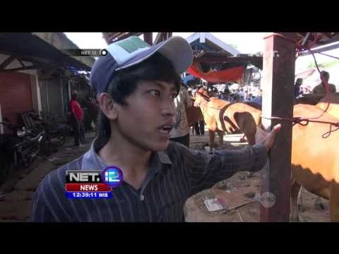 Jelang Idul Adha, Jasa Salon Sapi Ramai Pelanggan - NET12