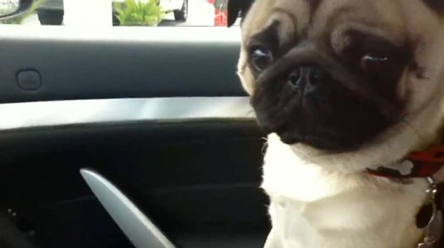 Ce chien adore aller dans sa boutique pour animaux !