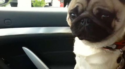 Ce chien adore aller dans sa boutique pour animaux !