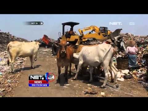 Maraknya Sapi Pemakan Sampah Jelang Idul Adha - NET24