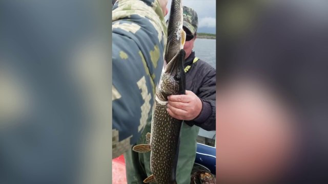 Ce poisson a vraiment les yeux plus gros que le ventre !
