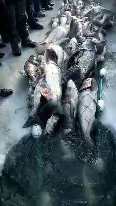 Amazing fish and huge ammount of fish caught