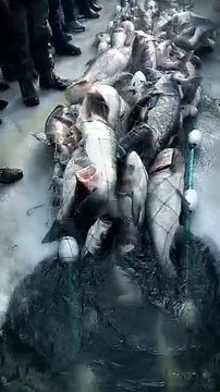 Amazing fish and huge ammount of fish caught