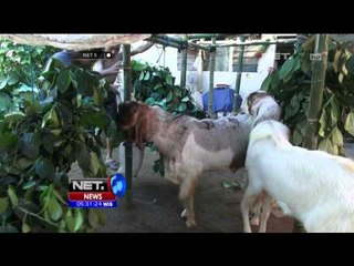 Perawatan Hewan Kurban di Jember Jelang Iduladha 1436 H - NET5