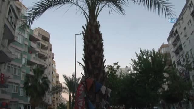 Palmiye Ağacını Çöp Ağacına Çevirdiler