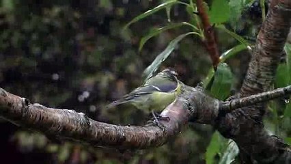 Birds in The Summer Rain _ With Beautiful Bird Sounds & Song_clip54