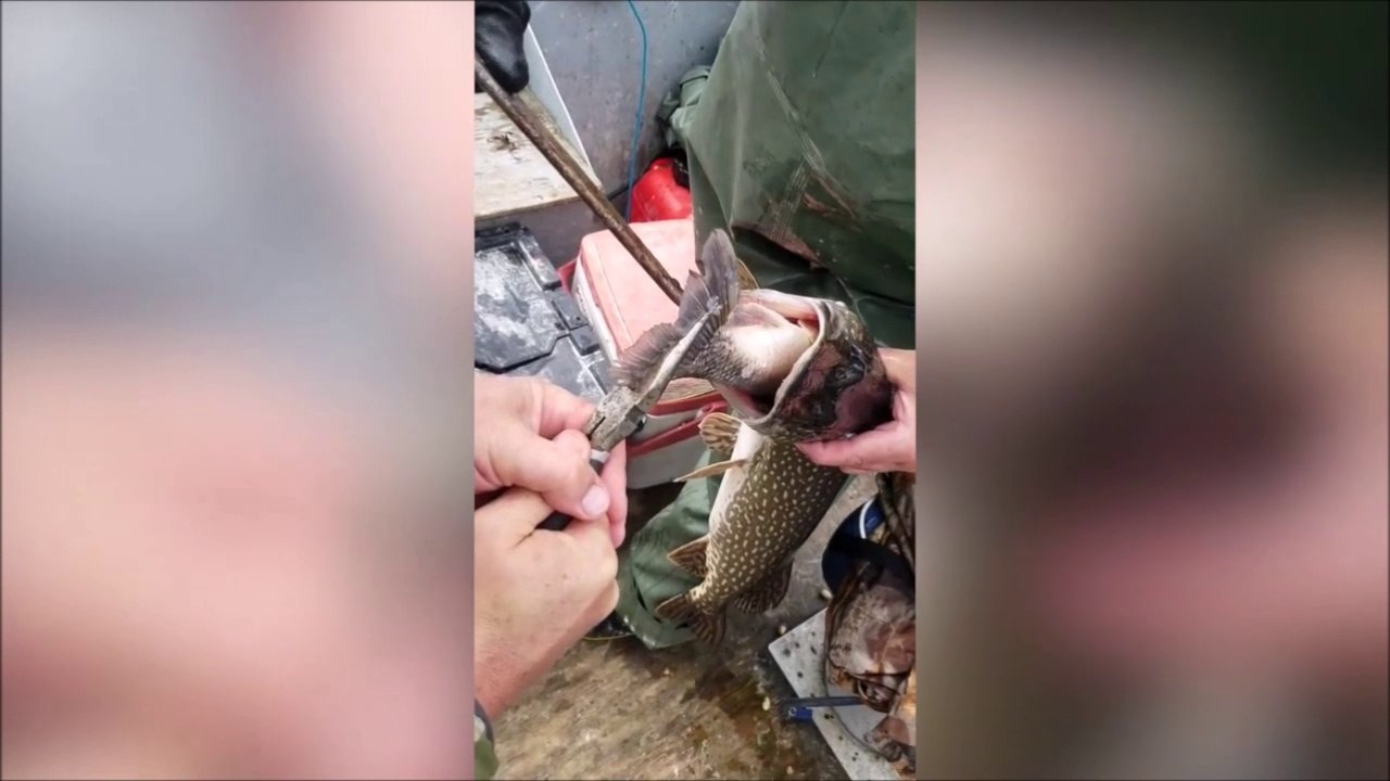 Ce brochet a eu les yeux plus gros que le ventre en s'attaquant à un autre poisson