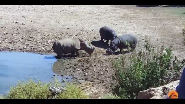 Cet hippopotame attaque un rhinocéros ! Violent