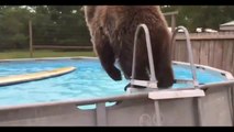 Le kiffe de cet ours : plonger dans la piscine