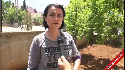 Uşak’ta 17 kedi parçalanmış halde bulundu