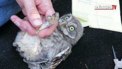 Video Marcq Le Berceau Des Bebes Chouettes Est Suspendu A Un Pylone Electrique Le Parisien