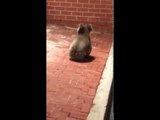 Diners Surprised to Be Joined by Koala in Adelaide Restaurant