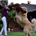 NowThis - This huge dog thinks he's still a puppy — and loves to...[via torchbrowser.com] (1)