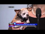 Seekor Anjing Mungil Cacat Terpilih Menjadi Anjing Pahlawan 2015 di AS - NET12