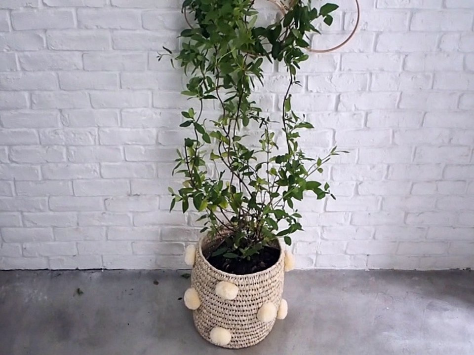 DIY déco : une plante à grimper (collab Pinterest)
