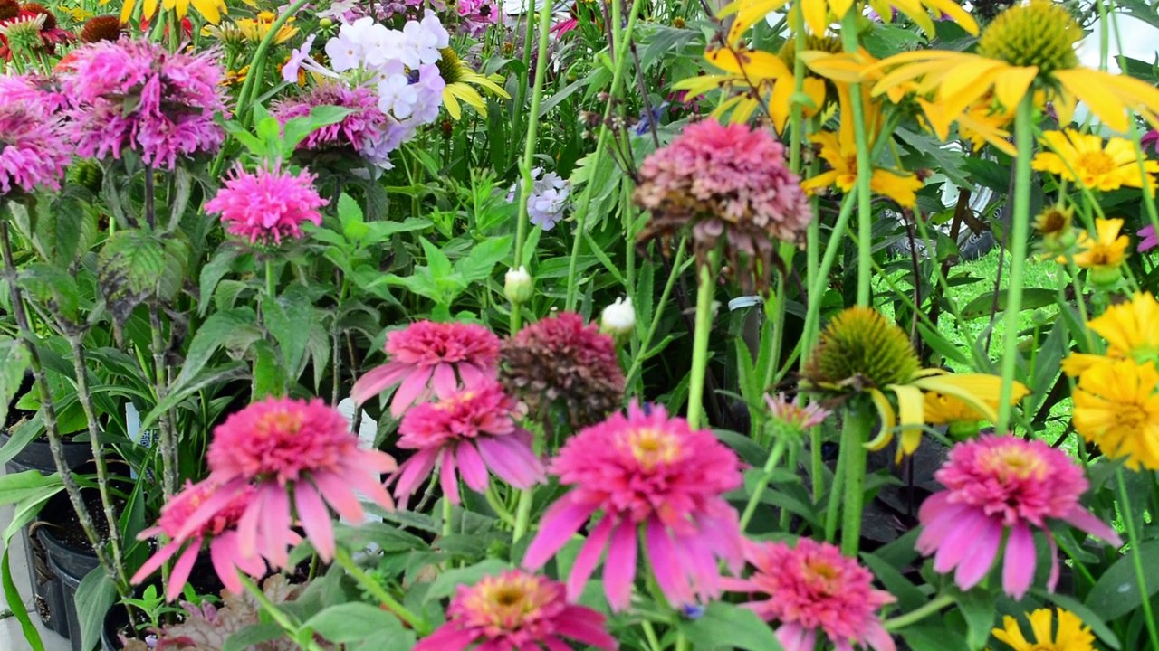 Farmers market  June 21 2017 Dixon , IL