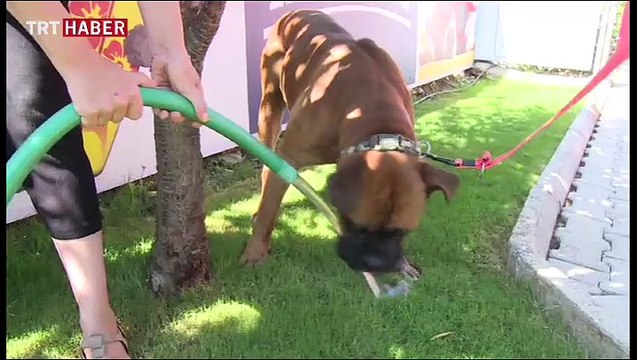 Köpek oteli minik dostlara evlerini aratmıyor