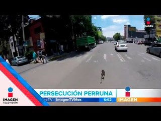 Persigue al perro hasta salvarlo | Noticias con Francisco Zea