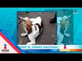 Perro entona himno de Colombia | Noticias con Francisco Zea