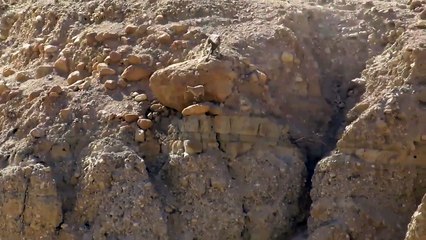 Poursuite entre un loup et une chèvre dans le désert !