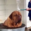 Cet énorme chien prend un bain sous la canicule !