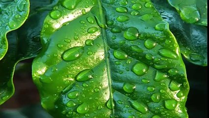 Chuva calma com trovoadas leves